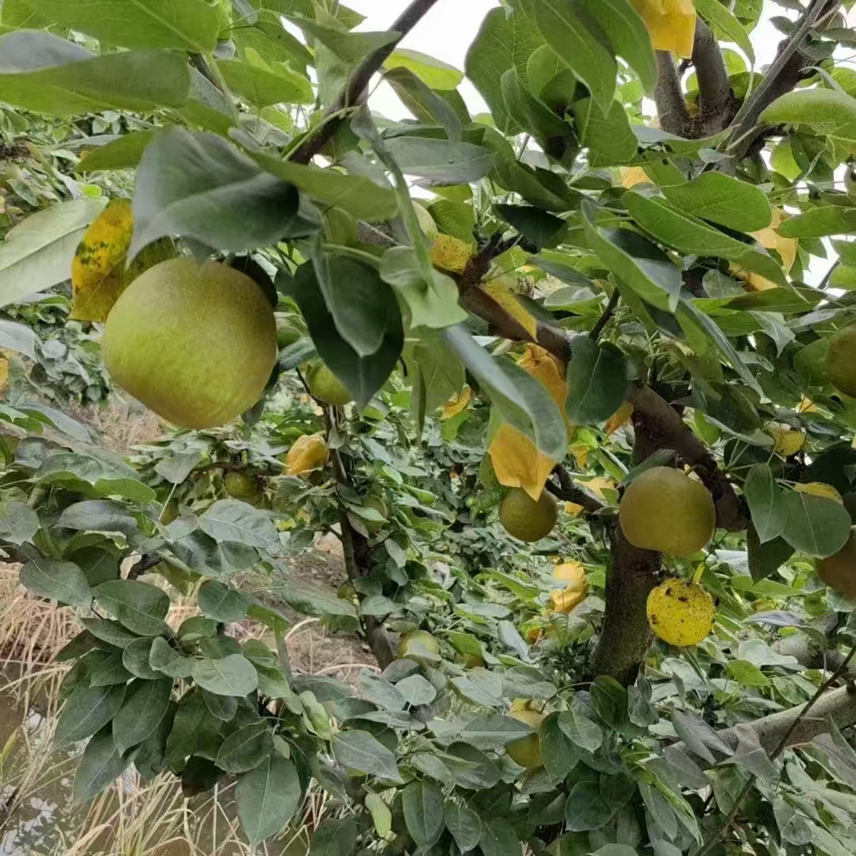 翠冠梨