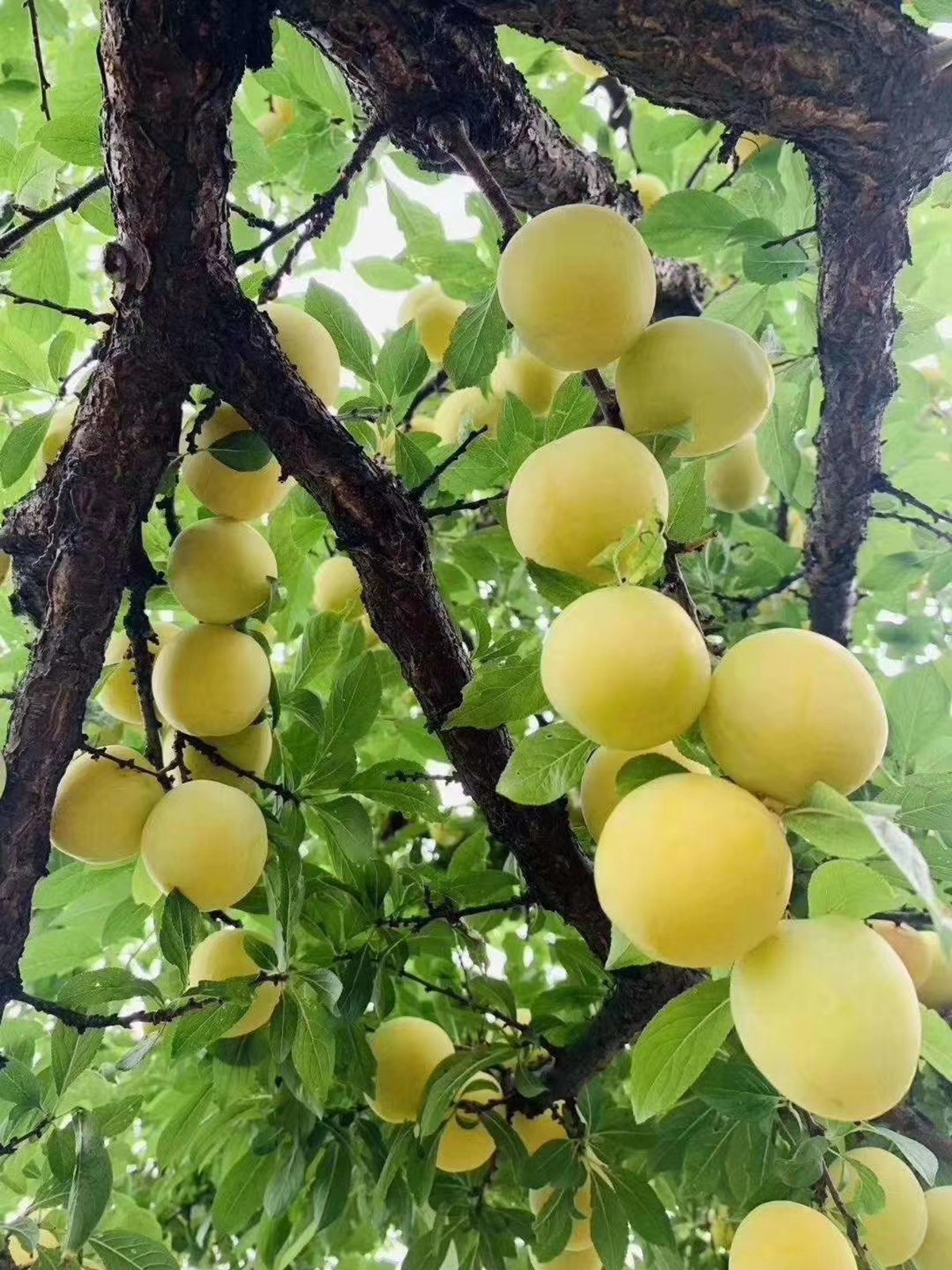 黄金李