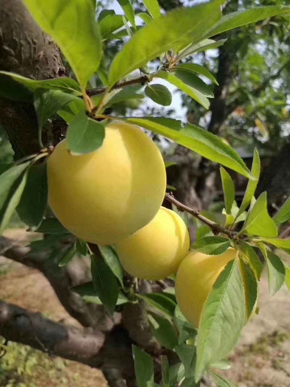 黄金李