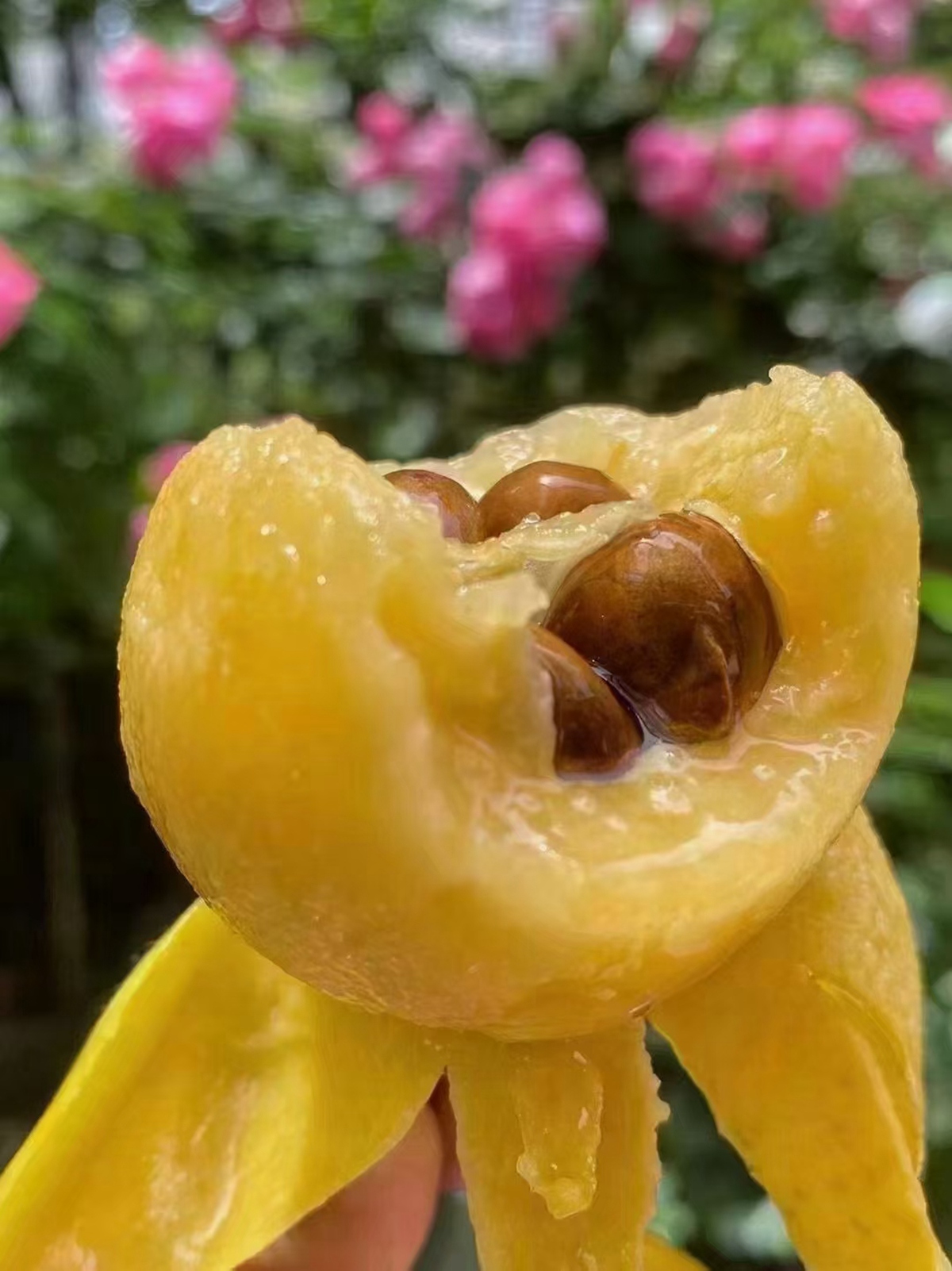 青种枇杷