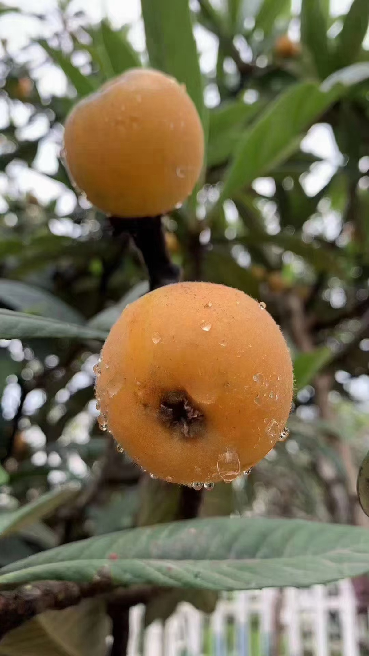 青种枇杷